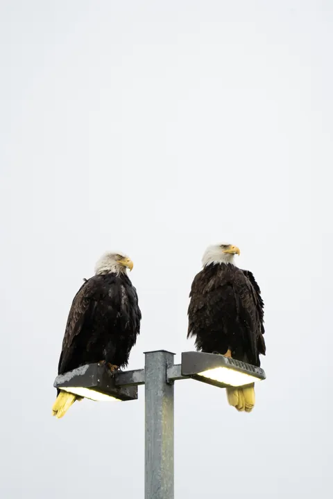 Bears and views in Alaska, June 2025