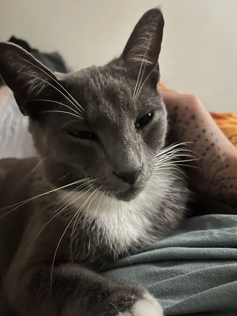 My dad rescued &amp; bottle fed her as a kitten :’) she’s happy and loved.