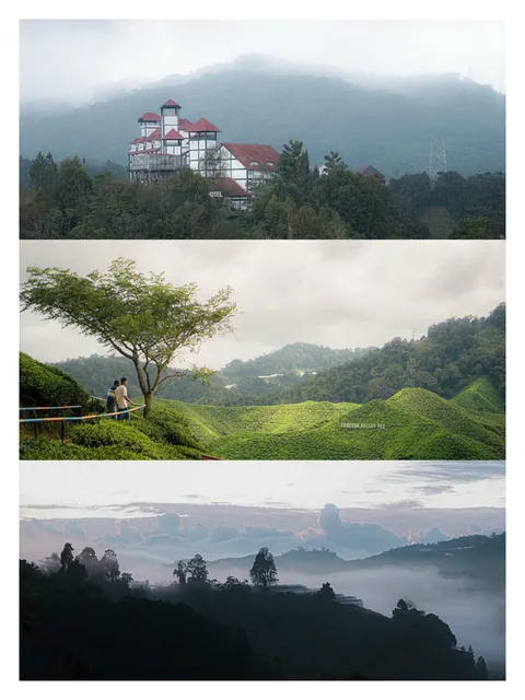 Hiking through Cameron Highlands in Malaysia with local stray dogs.