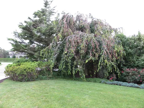 I've been pruning a living door into this weeping beech for 20years 2005 to 2026.