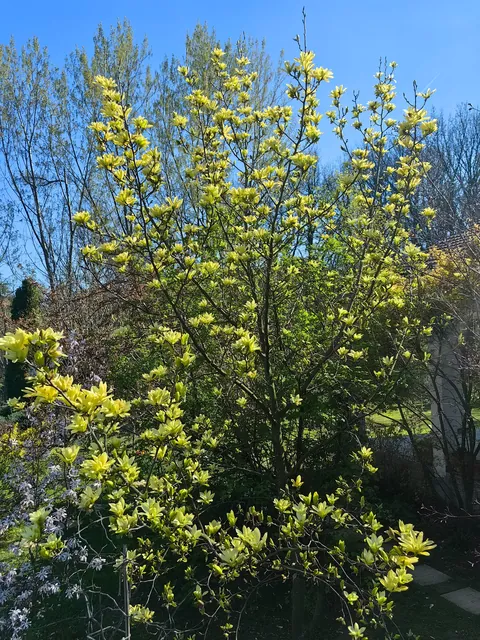 Magnolias i my garden in Serbia