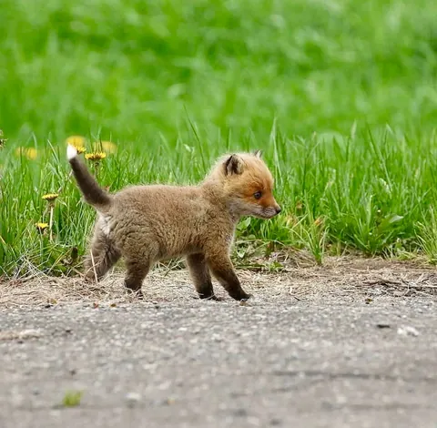 🔥 Baby Foxes 🔥