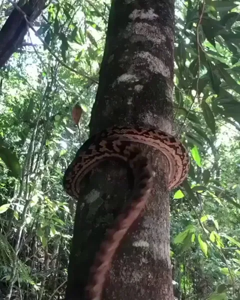 🔥 If you didn’t know, this is how snakes climb trees.
