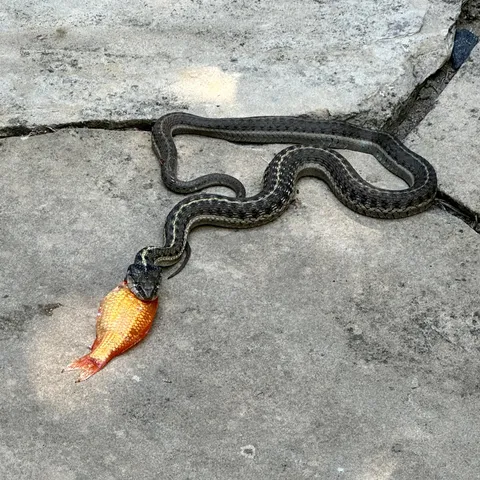 Garter snake attempting to eat one of my goldfish