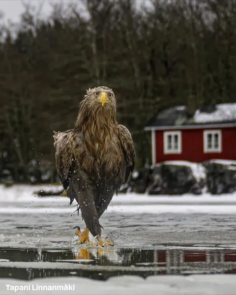 The finalists for the 2026 Nikon Comedy Wildlife Awards have officially been announced, bringing together some of the funniest and most perfectly timed moments from the animal kingdom