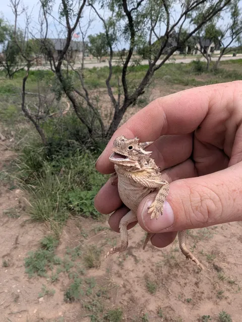 Found this little guy scurrying around at work today! At least someone was having a good Monday!