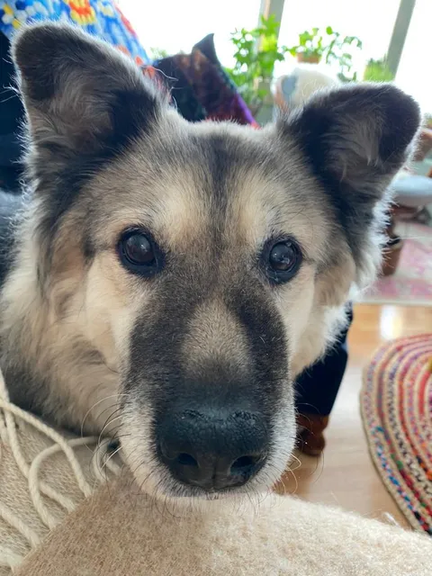 Nobody could take this 14 year old girl so my parents gave her a loving home a few months ago. Meet Hoagie