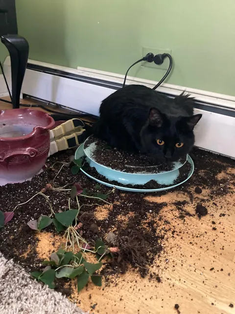 My cat won’t stop stepping in my mom’s plants 😭