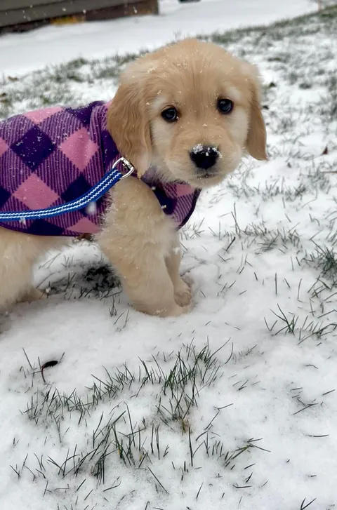 8-week-old Hazel’s first snow ❄️💕