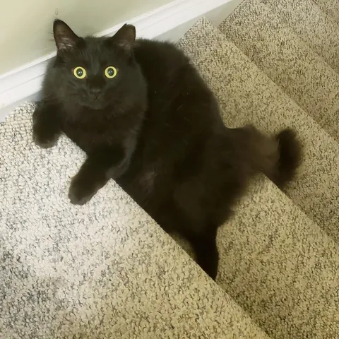 Is my cat up to something?