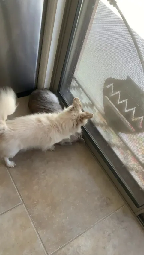 Our dog hated our new kittens when they first came. This is the first time he’s ever done this