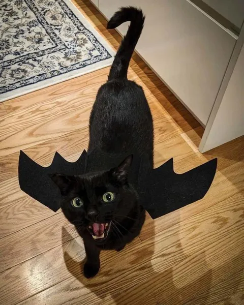 Batcat🦇🦇