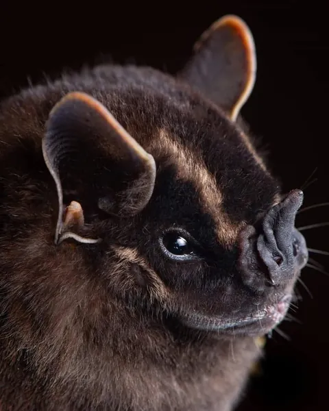 🔥Bats come in different sizes and shapes 🔥