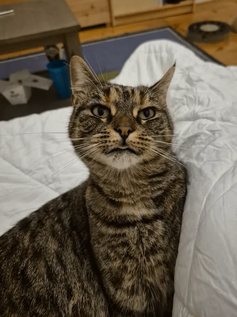 My cat will pause in the middle of grooming to stare into the distance for a few seconds, making the most hilarious faces. I love my adorably weird girl 😍