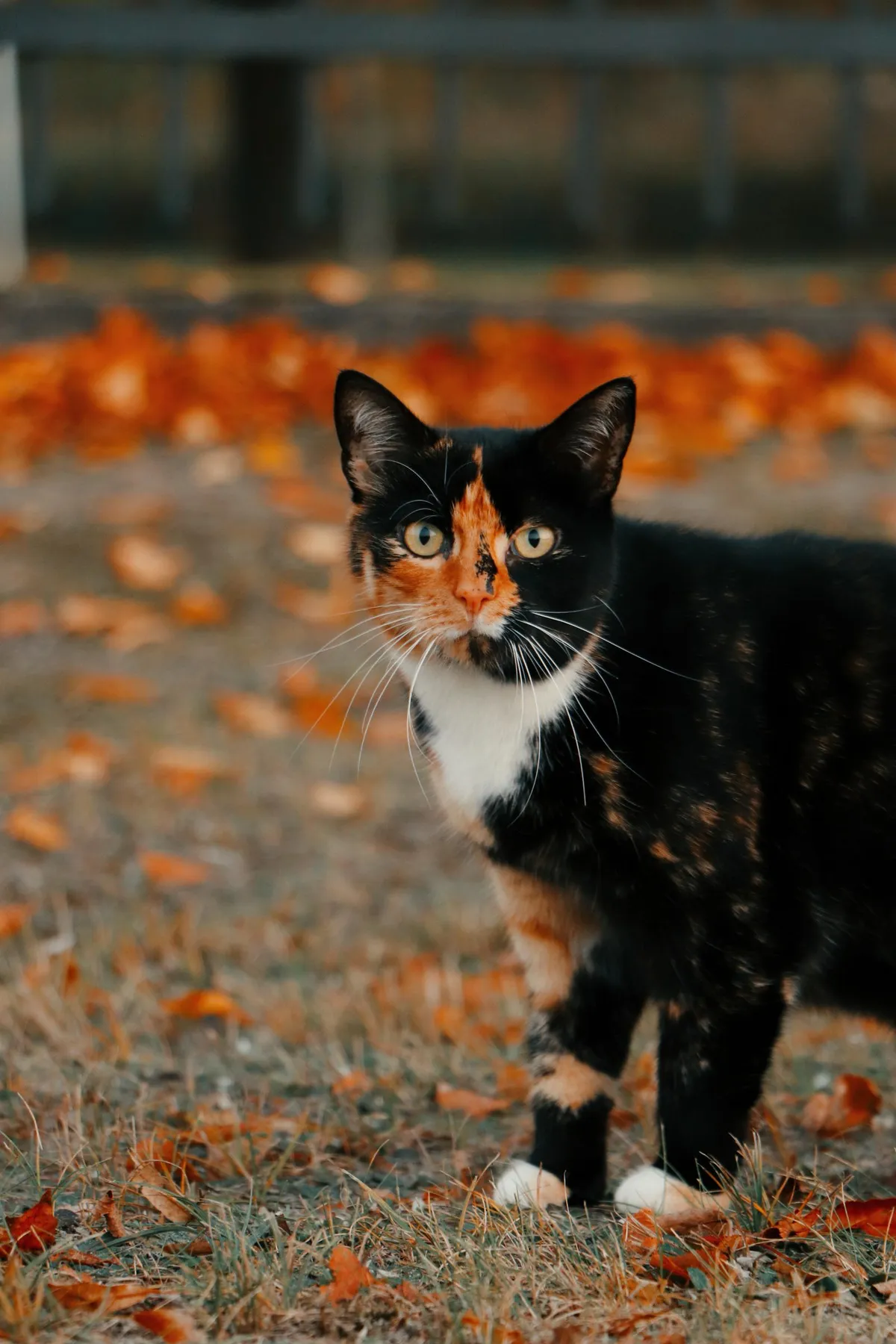 ITAP of a cat at a cemetery