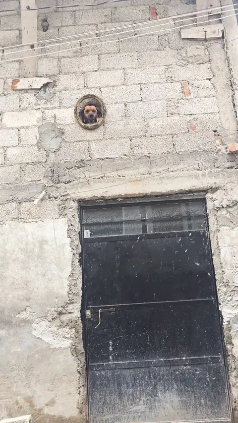 mirror mirror on the dog