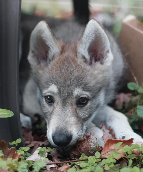 Stole ALL the attention at the vets today