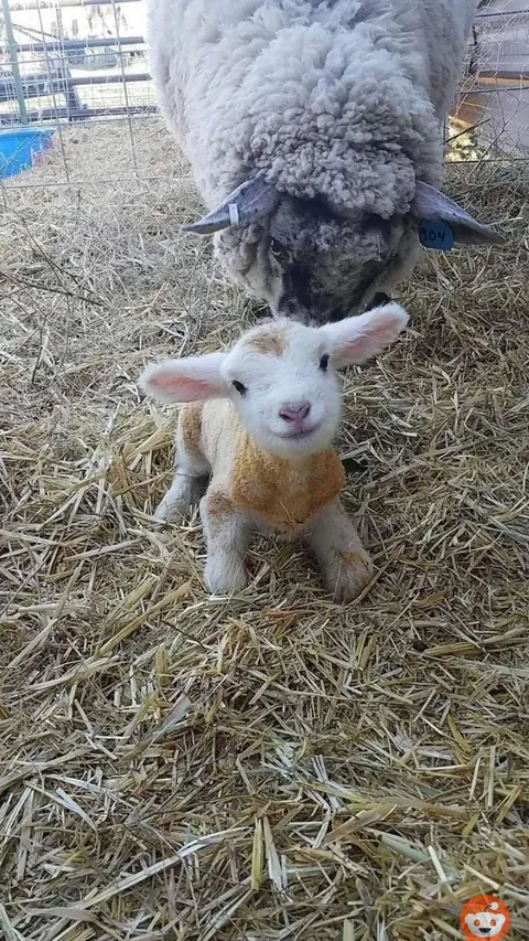 Mary had a little lamb