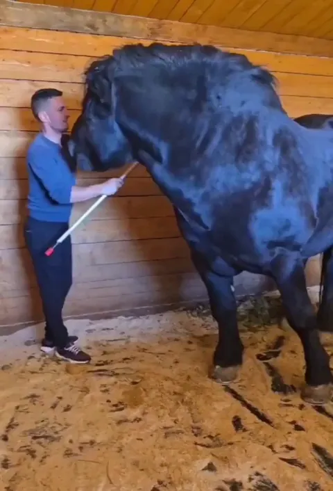 Absolute unit of a horse