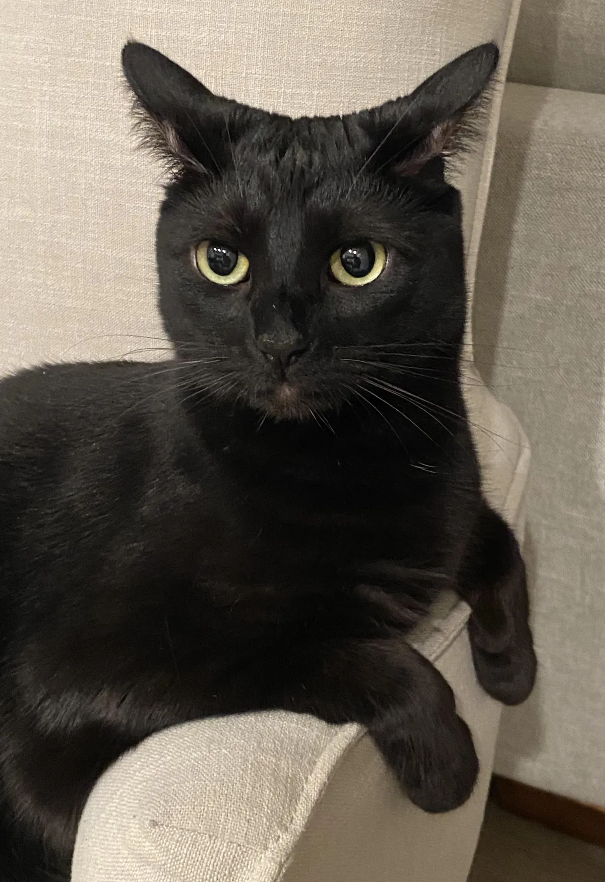 On a scale of 0-10, how obsessed are you with your cat, and why is it a 10? 