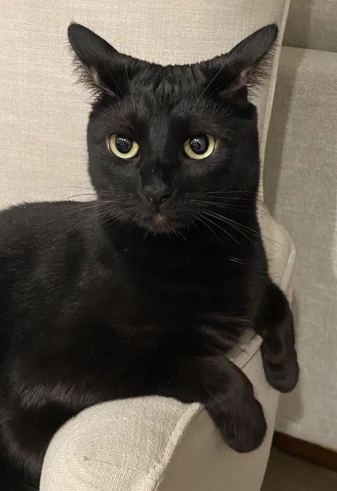 On a scale of 0-10, how obsessed are you with your cat, and why is it a 10? 