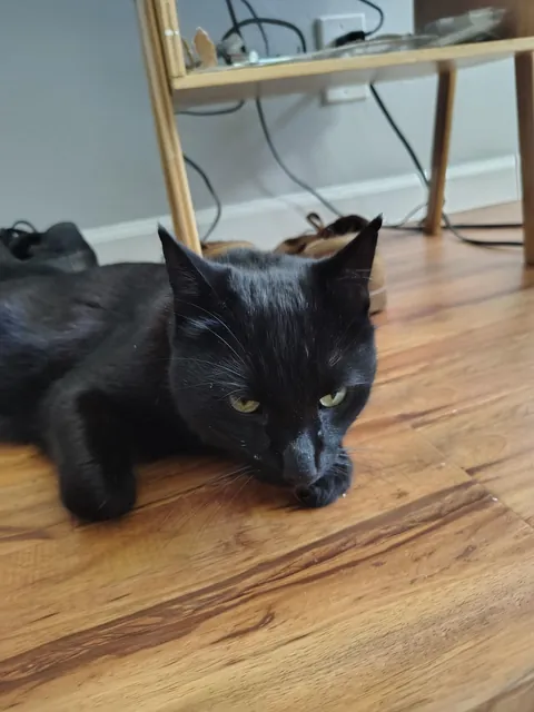 Onyx did so well on his 7hour drive. Time to collect dust off the floor