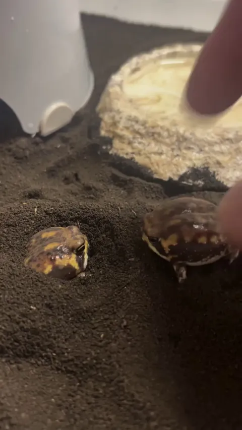 Sorry ladies, the dirt is calling