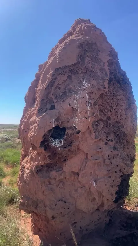 A well-camouflaged clutch of baby kestrels nestled perfectly inside a natural rock crevice.