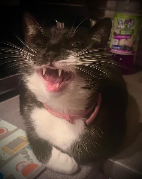 Pingu loves to be cute (and hate every other cat)