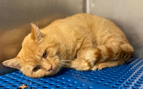 My kitty cat at the shelter before my family adopted him.