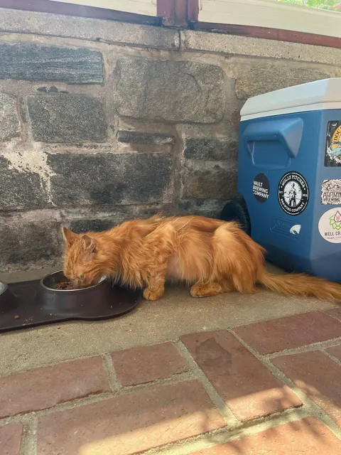 Melissa’s transformation from street cat to bougie cat