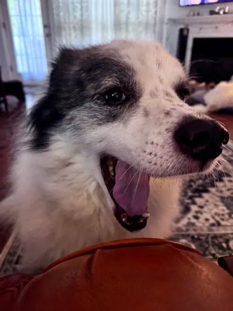 A compilation of Rocky mid yawn