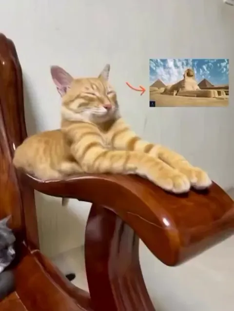 Ramesses II the cat, prince of the wooden chair