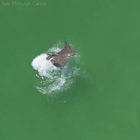 🔥 A Rare Video Capture of a Spotted Eagle Ray Getting Airborne Then Using Its Wings to Brake