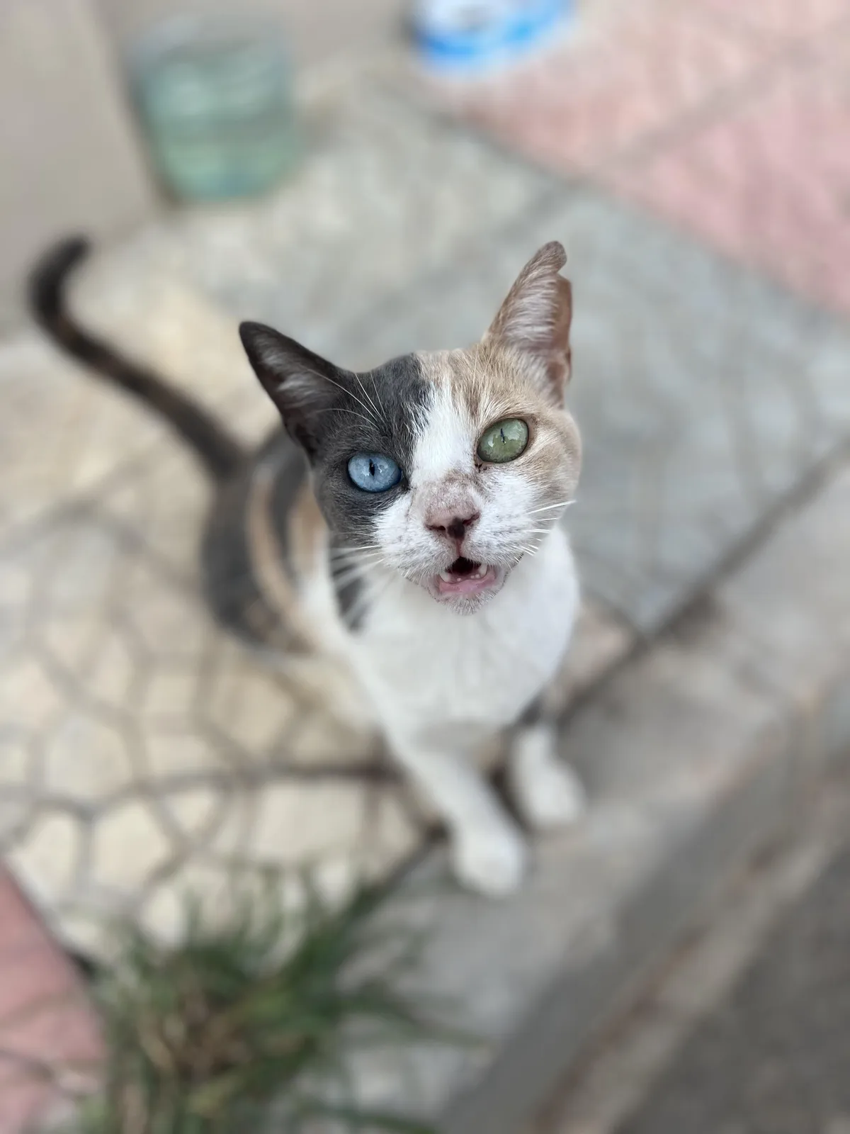 Came across this cat in Turkey
