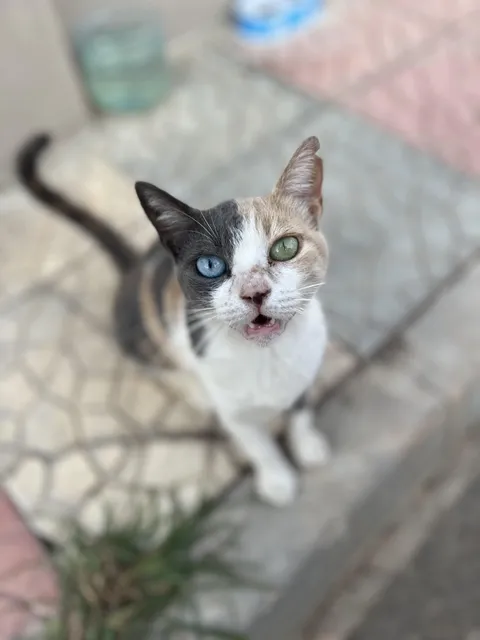 Came across this cat in Turkey