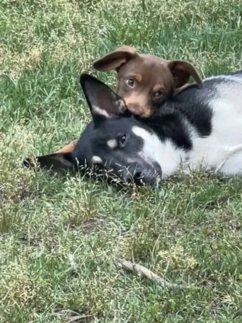 Just 2 sweepy boys in the springtime sun! Bash and Bowen ❤️