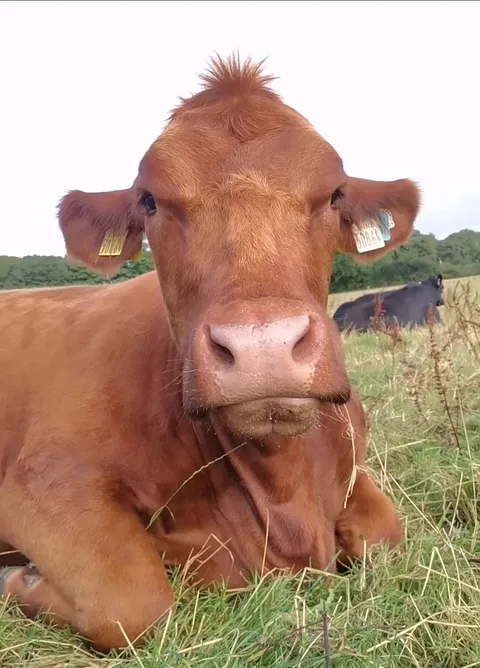 Mlem, mlem, mlem, mlem, YAAAAAWN, mlem....