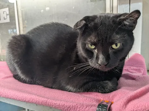 Cattery check-in. Meet Toebin. He's singular. As in, the most extraordinary cat I've ever seen. Not only does he have a flopped ear- he doesn't have paws. This guy has straight up hands. (He also bleps often). Needs adopting!