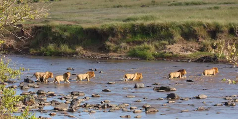 Notch and his sons crossing the Mara river to reclaim the land. After being outsted from the Marsh Pride, Notch took his five sons with him and raised them alone which is unheard of for a male lion to do. He was preparing his army.