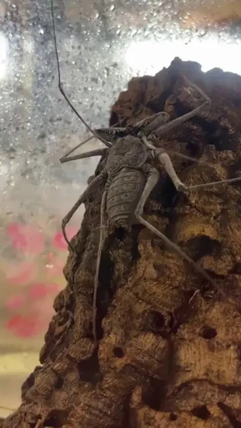 🔥Starring in the 4th Harry Potter film, the Tailless Whip Scorpion is a real creature, and despite appearances it is harmless to humans.