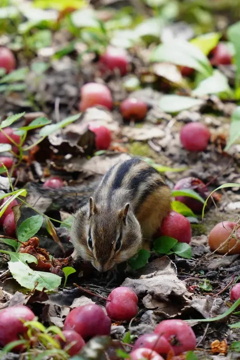 Spotted the cutest chipmunk ever at my local park!