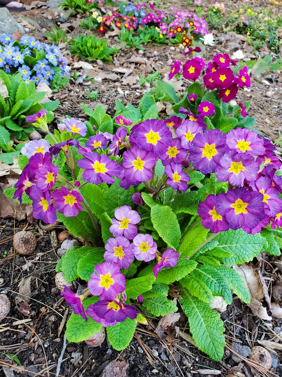 Golden hour in the garden