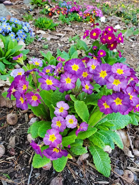 Golden hour in the garden