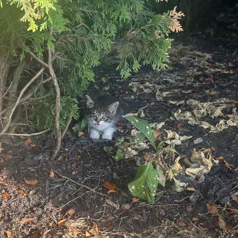 A kitten has been hiding in bushes by our apartment. She’s so scared of people. It’s so hot, we put a little bowl of water where we’ve seen her. She’s so fast. We don’t know if momma is around. 💔