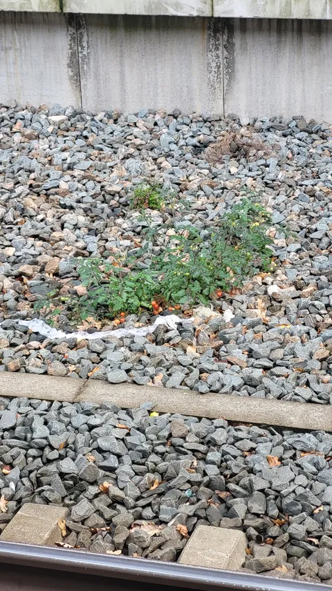 Tomatoes are fickle you said?