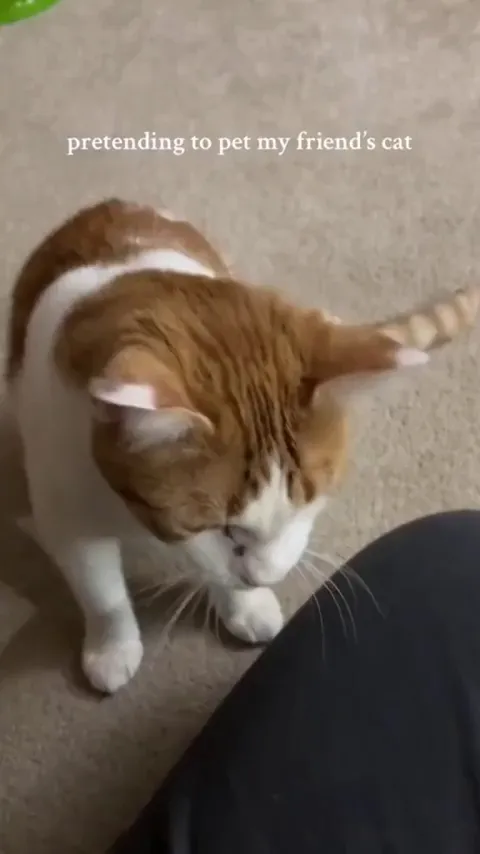 Just pet the goddamn car.