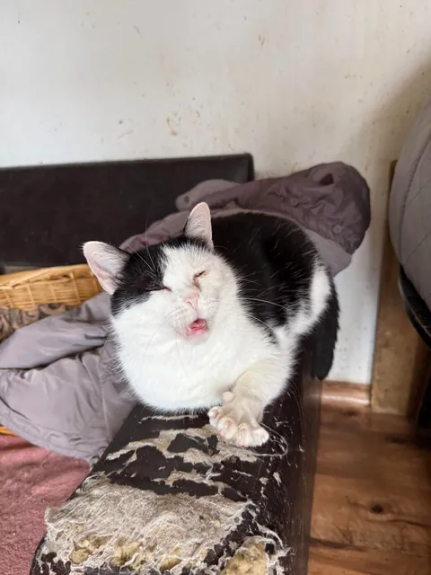 I spent Easter Monday at the cat hospice and have no regrets