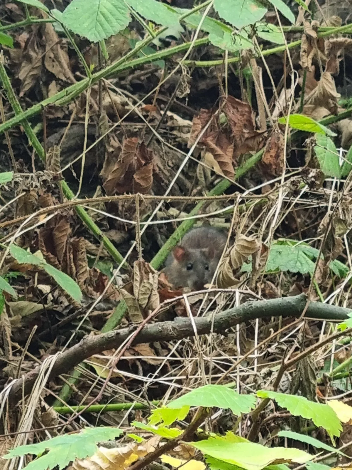 Not pet rats, but hope you guys appreciate this lil cutie and her acorns.