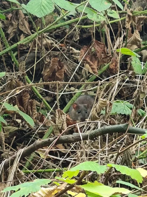 Not pet rats, but hope you guys appreciate this lil cutie and her acorns.